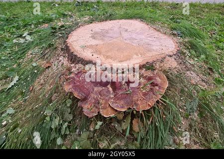 Bracketpilz (Ganoderma resinaceum), am Fuße eines Eichenstammes wachsend, der Grund, warum der Baum gefällt wurde, Deutschland Stockfoto