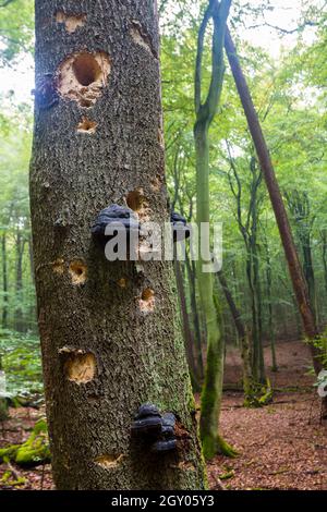 Rotbuche (Fagus sylvatica), Totholz mit Brackepilzen und Spechthöhlen, Buchenwald Serrahn, Deutschland, Mecklenburg-Vorpommern, Stockfoto