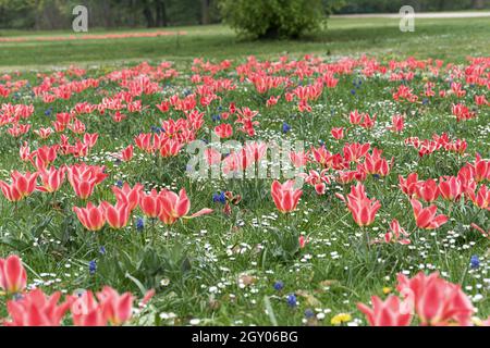 Greigs Tulpe (Tulipa greigii 'Pinocchio', Tulipa greigii Pinocchio), blühend, Sorte Pinocchio Stockfoto