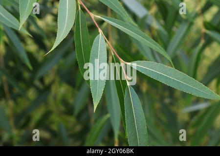 Nahaufnahme von langen Blättern auf einem Weidenstrauch. Stockfoto