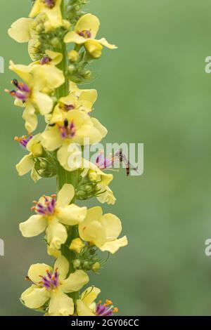 Schwarze Königskerze (Verbascum nigrum), mit Schwebfliege, Episyrphus balteatus, Deutschland Stockfoto