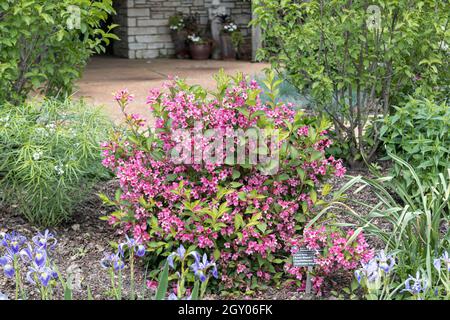 weigela (Weigela 'Sonic Bloom Pink', Weigela Sonic Bloom Pink), blühend, kultivierte Sonic Bloom Pink Stockfoto