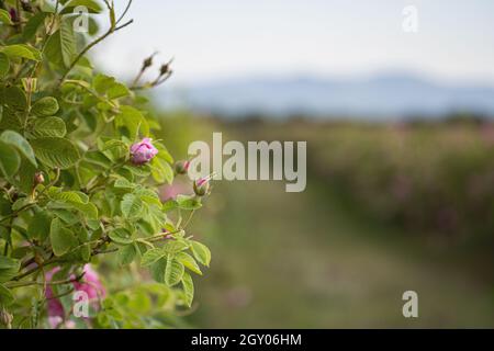 Nahaufnahme perspektivische Ansicht von Reihen von rosa blühenden Rosenblüten in einer Plantage zum Zeitpunkt der Ernte Stockfoto