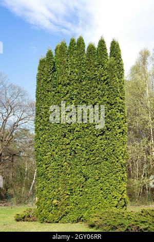 Gelbe Zeder, östliche weiße Zeder (Thuja occidentalis 'Columna', Thuja occidentalis Columna), Sorte Columna Stockfoto