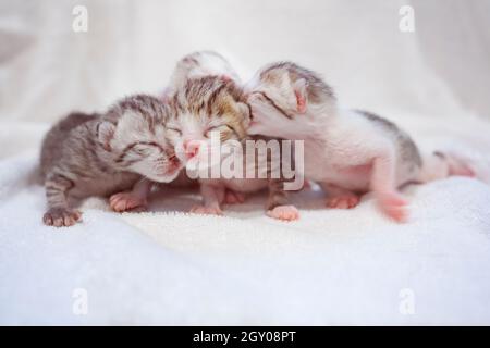 Neugeborene kleine schottische Falzkätzchen in weißer Decke. Kleine gerade gestreifte niedliche Baby Kätzchen graue Farbe. Stockfoto