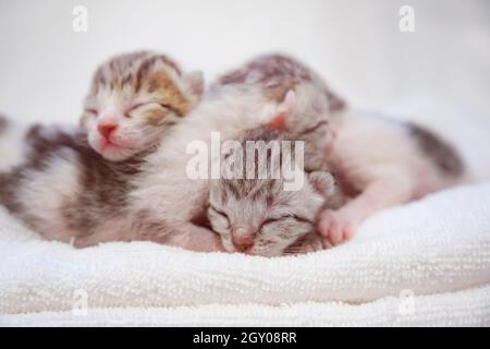 Neugeborene kleine schottische Falzkätzchen in weißer Decke. Kleine gerade gestreifte niedliche Baby Kätzchen graue Farbe. Stockfoto