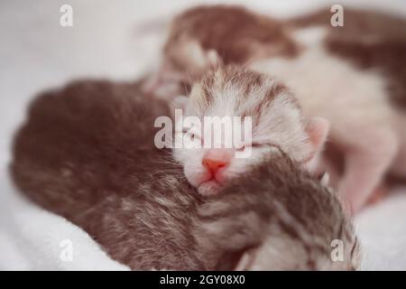 Neugeborene kleine schottische Falzkätzchen in weißer Decke. Kleine gerade gestreifte niedliche Baby Kätzchen graue Farbe. Stockfoto