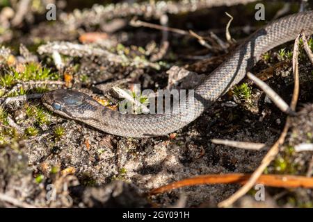 Neugeborene glatte Schlange (Coronella austriaca), eine seltene Reptilienart, in natürlichem Heideland-Lebensraum in Surrey, England, Großbritannien Stockfoto