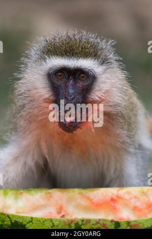 Ein vervetter Affe (Chlorocebus pygerythrus), der eine ausrangierte Wassermelone isst, Maparasha Hills, in der Nähe von Il’Bisil, Amposeli District, Kenia. 29. Juli 2021 Stockfoto