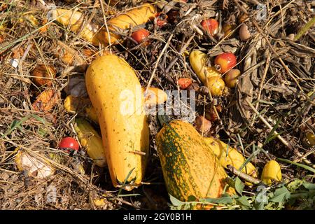 Bunte Kompost Haufen und Müllgrube mit verfaulten bunten Gemüse, Müll Lebensmittel Landwirtschaft Abfälle im Garten, natürliche Dünger Stockfoto