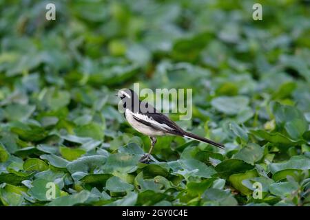 Weiß gebräunte Bachstelze, Motacilla maderaspatensis, Bokaro, Steel City, Jharkhand, Indien Stockfoto