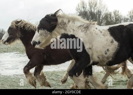 Gipsy Vanner Vaner Draft Horse Port Meadow Oxford England Stockfoto