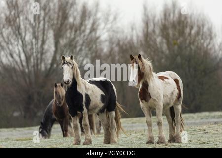 Gipsy Vanner Vaner Draft Horse Port Meadow Oxford England Stockfoto