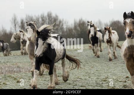 Gipsy Vanner Vaner Draft Horse Port Meadow Oxford England Stockfoto