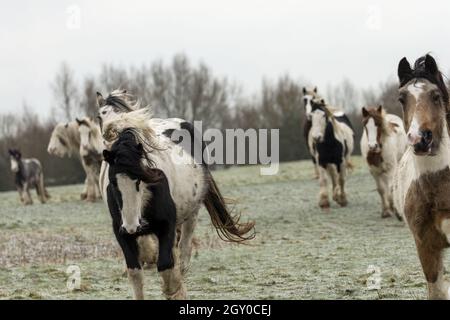 Gipsy Vanner Vaner Draft Horse Port Meadow Oxford England Stockfoto