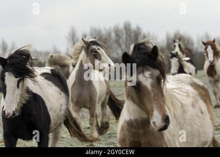 Gipsy Vanner Vaner Draft Horse Port Meadow Oxford England Stockfoto