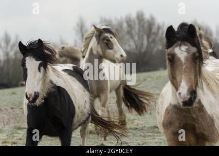 Gipsy Vanner Vaner Draft Horse Port Meadow Oxford England Stockfoto