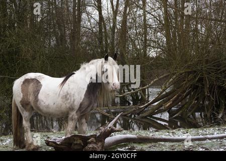 Gipsy Vanner Vaner Draft Horse Port Meadow Oxford England Stockfoto