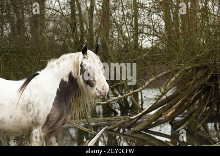 Gipsy Vanner Vaner Draft Horse Port Meadow Oxford England Stockfoto