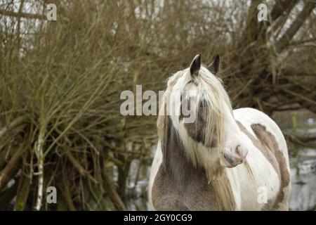 Gipsy Vanner Vaner Draft Horse Port Meadow Oxford England Stockfoto