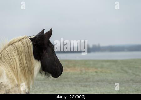 Gipsy Vanner Vaner Draft Horse Port Meadow Oxford England Stockfoto