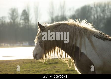 Gipsy Vanner Vaner Draft Horse Port Meadow Oxford England Stockfoto