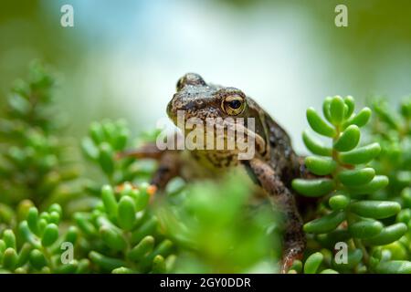 Der Kopf eines braunen Frosches in grünen Felspflanzen Stockfoto