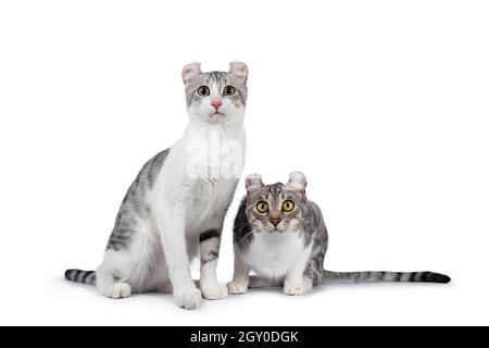 Zwei Erwachsene American Curl Kurzhaar Katzen, die nebeneinander sitzen und sich hinlegen. Wegschauen von der Kamera. Isoliert auf weißem Hintergrund. Stockfoto
