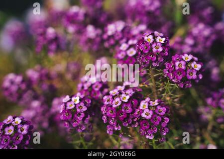 Lila violett Nahaufnahme von Sweet Alyssum blühenden Blumen Hintergrund Stockfoto