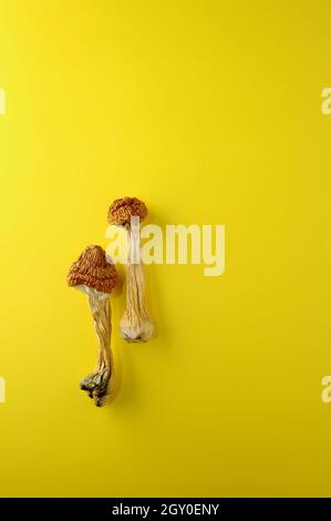 Mikrodosierkonzept. Trockene Psilocybin-Pilze auf hellgelbem Hintergrund. Nahaufnahme psychedelischer Pilze. Medizinische Verwendung. Stockfoto