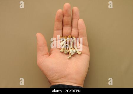 Psilocybin Psilocybe Cubensis Pilze in der Hand des Mannes auf braunem Hintergrund. Psychedelischer Zauberpilz Golden Teacher. Draufsicht, flach liegend. Mikrodosierung Stockfoto