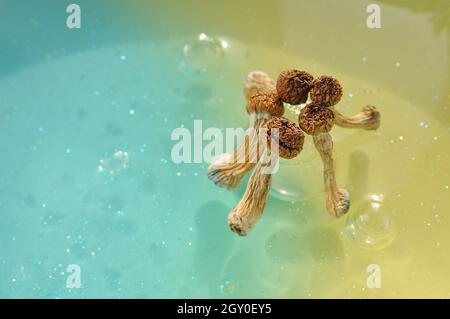 Psilocybin-Pilze auf blauem Hintergrund. Psychedelische Zauberreise, kosmisches Bewusstsein. Getrockneter Psilocybe Cubensis Golden Teacher in Reihe, isoliert, flach Stockfoto