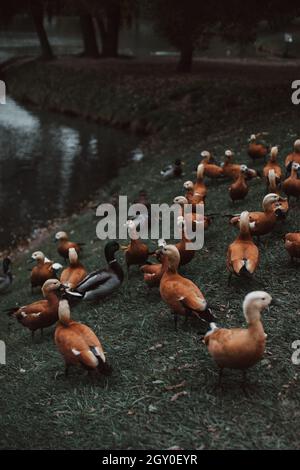 Wildenten, die im Herbstpark am Teich spazieren Stockfoto