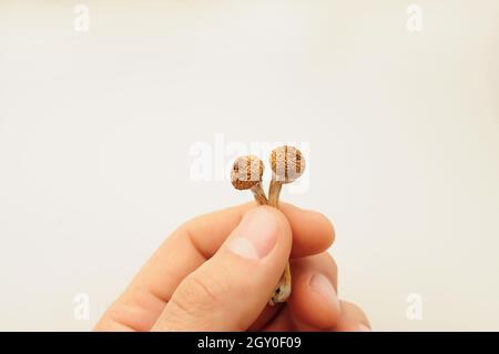 Psilocybe Cubensis Pilze in der Hand des Mannes auf weißem Hintergrund. Psilocybin psychedelische Zauberpilze Golden Teacher. Draufsicht, flach liegend. Mikrodosin Stockfoto