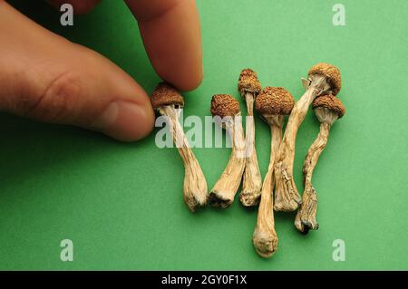 Psilocybe Cubensis Pilze in der Menschenhand auf grünem Hintergrund. Psilocybin psychedelische Zauberpilze Golden Teacher. Draufsicht, flach liegend. Mikrodosin Stockfoto