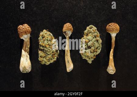 Psychedelischer Ausflug, CBD-Erholung. Getrocknete Psilocybe-Pilze und Marihuanaknospen auf schwarzem Hintergrund. Mikrodosierkonzept. Stockfoto