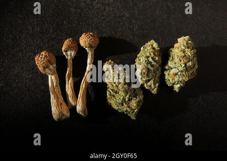 Psychedelischer Ausflug, CBD-Erholung. Getrocknete Psilocybe-Pilze und Marihuanaknospen auf schwarzem Hintergrund. Mikrodosierkonzept. Stockfoto