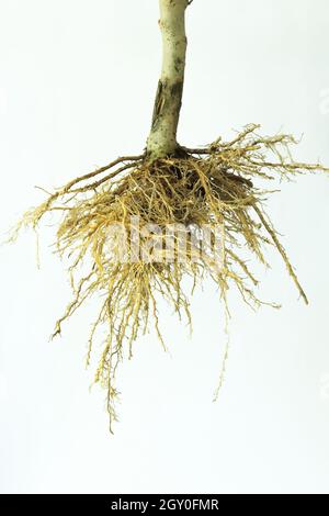 Baumwurzeln auf weißem Hintergrund. Ein faseriges Wurzelsystem. Stockfoto