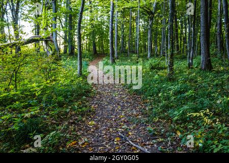 Ein abgenutzter Pfad oder Wanderweg durch einen Wald Stockfoto