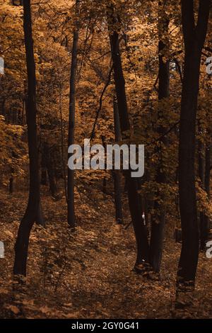 Waldlandschaft mit hohen Baumstämmen und gelbem Laub Stockfoto