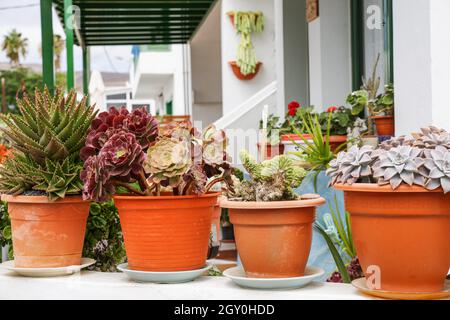 Hübsche Kaktusauslage vor einem Haus in Arrieta - Lanzarote, Kanarische Inseln Stockfoto