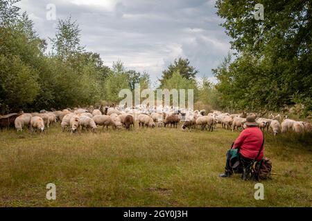 Schafherde in der Naturlandschaft der "weiße Torf", geführt vom Schäferhund und dem Schafhüter, Provinz Gelderland, in der Nähe des Dorfes Haak Stockfoto