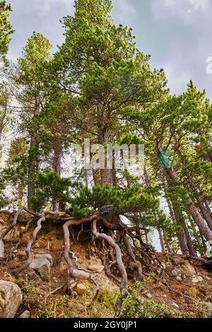 Großer Baum, der auf einer Klippe wächst, mit Wurzeln, die über dem Boden wachsen Stockfoto