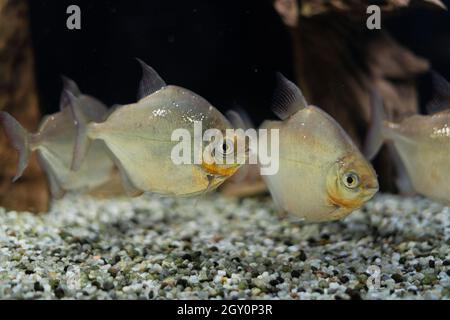 Im Aquarium schwimmt eine Schar schöner Fische. Metynnis argenteus. Ordnung: Charainös. Ozeanarium. Stockfoto