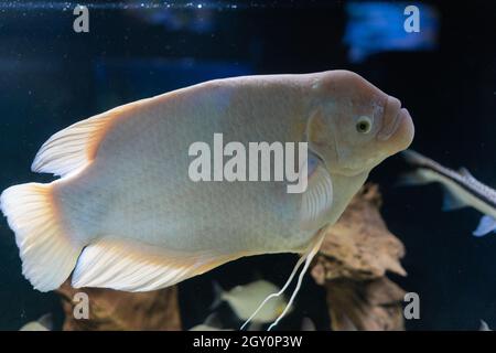 Zwei weiße Fische der echte oder riesige Gurami ist ein Süßwasserfisch aus der Familie der Makropoden. Schwimmt in einem großen Aquarium. Stockfoto