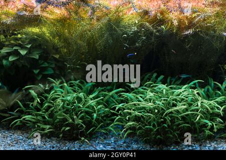 Schönes Süßwasseraquarium mit grünen Pflanzen und vielen Fischen. Süßwasseraquarium mit einer großen Fischschar. Wunderschöne Aquarienlandschaft. Stockfoto