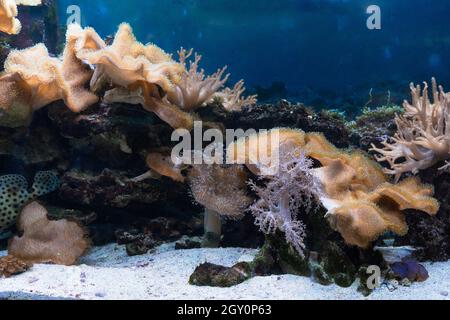 Ein Unterwasserfoto einer Kolonie von Pilzkorallen Fungiidae auf einem Riff in einem Aquarium. Bunte Korallen wachsen auf dem Meeresboden. Stockfoto