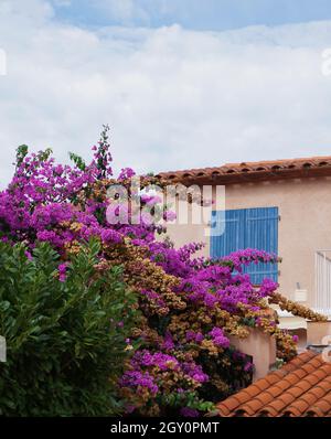 Außenansicht des Hauses in Südfrankreich mit Terrakotta-Dachziegeln, blauen Fensterläden aus Holz und einer Pflanze mit lila Blüten in Blüte Stockfoto
