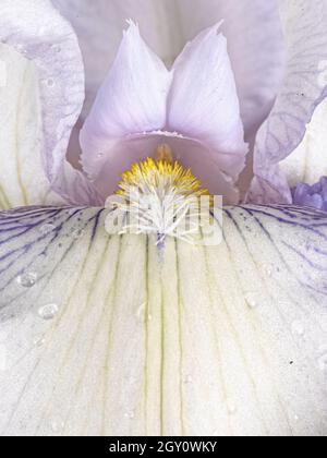 Vollformat-Makroaufnahme eines Teils der Iris-Blume mit Wappen. Stockfoto