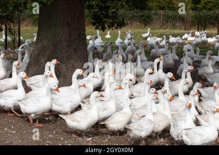 Gänse auf einem Bauernhof in Warwickshire, Großbritannien. Sie werden für den Weihnachtsmarkt aufgezogen. Stockfoto